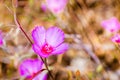 Clarkia Rubicunda (Farewell to spring, Reddened clarkia, Ruby chalice clarkia) wildflower, blooming on among dry grass on the Royalty Free Stock Photo