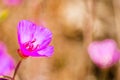 Clarkia Rubicunda (Farewell to spring, Reddened clarkia, Ruby chalice clarkia) wildflower, blooming on among dry grass on the