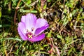 Clarkia Rubicunda Farewell to spring,  Reddened clarkia, Ruby chalice clarkia wildflower, blooming on a meadow, California Royalty Free Stock Photo