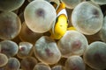 Clarks anemone fish with sea anemone