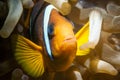 Clarks anemone fish with sea anemone Royalty Free Stock Photo