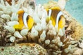 Clarks anemone fish with sea anemone Royalty Free Stock Photo