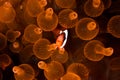 Clarks anemonefish in orange bulb anemone