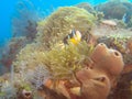 Clarks clownfish in its host anemone at the liberty shipwreck in tulamben, bali