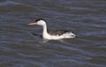 Clarks Grebe (Aechmophorus clarkii) Royalty Free Stock Photo