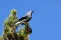 Clarks Nutcracker (Nucifraga columbiana) Royalty Free Stock Photo