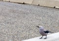 Clarks Nutcracker Nucifraga columbiana on barrier Royalty Free Stock Photo