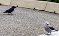 Clarks Nutcracker Nucifraga columbiana on barrier with Raven in background Royalty Free Stock Photo