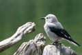 Clarks Nutcracker, Nucifraga columbiana Royalty Free Stock Photo