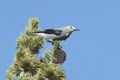 Clarks Nutcracker Nucifraga columbiana Royalty Free Stock Photo