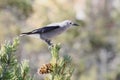 Clarks Nutcracker Nucifraga columbiana Royalty Free Stock Photo