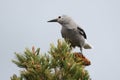 Clarks Nutcracker & x28;Nucifraga columbiana& x29; Royalty Free Stock Photo