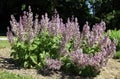 Clary sage, biennial or short-lived herbaceous perennial Royalty Free Stock Photo