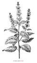 Clary sage botanical vintage illustration black and white clip art