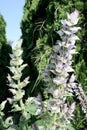Clary sage floral spike with petals in light lavender and white