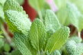 Clary Sage Royalty Free Stock Photo