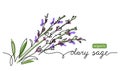 Clary sage herb color vector illustration, drawn sketch for label design. One continuous line art drawing with lettering