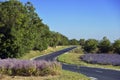 Clary sage and lavendula fields in France