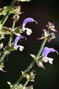 Clary sage, medicinal herb with flowers Royalty Free Stock Photo