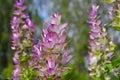 Clary sage plant in garden Royalty Free Stock Photo