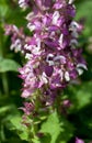 Clary sage plant (Salvia sclarea)