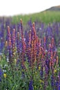 Clary Sage (Salvia sclarea) Royalty Free Stock Photo