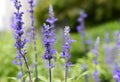 Clary Sage Royalty Free Stock Photo