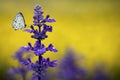 Clary Sage (Salvia sclarea) with butterfly