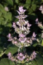 Clary sage (Salvia sclarea)