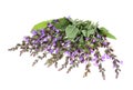 Clary Sage (Salvia sclarea) Royalty Free Stock Photo