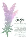 Clary sage, Salvia sclarea, medicinal plant. Hand drawn botanical vector illustration