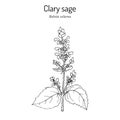 Clary sage Salvia sclarea , medicinal plant