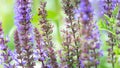 Clary sage thickets macro photography. Purple flowers of salvia officinalis close-up with copy space