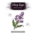 Clary sage twigs with leaves and flowers . Detailed hand-drawn sketches, vector botanical illustration