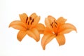 Clase up of orange lilies lily