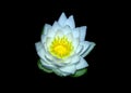 Clase up of white water lily lilies lily Royalty Free Stock Photo