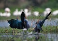 Clash of Purple Swamp-hens on water