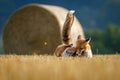 Clash of two foxes. Hungry red foxes, Vulpes vulpes, fight for field territory after corn harvest. Natural beast behavior. Royalty Free Stock Photo