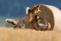 Clash of two foxes. Hungry red foxes, Vulpes vulpes, fight for field territory after corn harvest. Natural beast behavior. Royalty Free Stock Photo