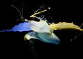 Clash of yellow and blue paint Royalty Free Stock Photo