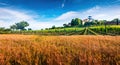 Clasical view of Toscana. Splendid summer afternoon in Tuscany, Italy, Europe. Field of wheat and vineyard in the warm sunlight. T