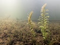 Claspingleaf pondweed underwater on lake bottom Royalty Free Stock Photo