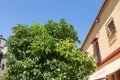 Classic Andalucian Spanish house and tree