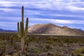 Classic Arizona Desert Landscape With Cactus