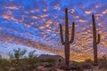 Classic Arizona Sunset Landscape With Cactus in Foreground