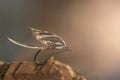 Classic Atlantic salmon fly fishing wet fly. Royalty Free Stock Photo