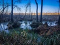 Classic bayou swamp scene of the American South featuring bald cypress trees reflecting on murky water Royalty Free Stock Photo