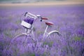 Classic bike stands in a field with lavender closeup Royalty Free Stock Photo