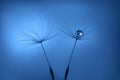 Classic Blue background. Color of the year 2020. Dandelion seeds with water drop Royalty Free Stock Photo