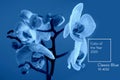 Classic Blue. Color of the Year 2020. delicate pink Orchid with dew drops close-up on light blue background